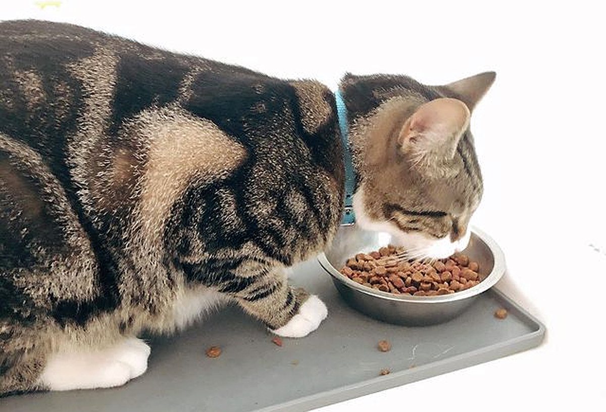 Combien de repas par jour pour un chat ? - ClubChienChat