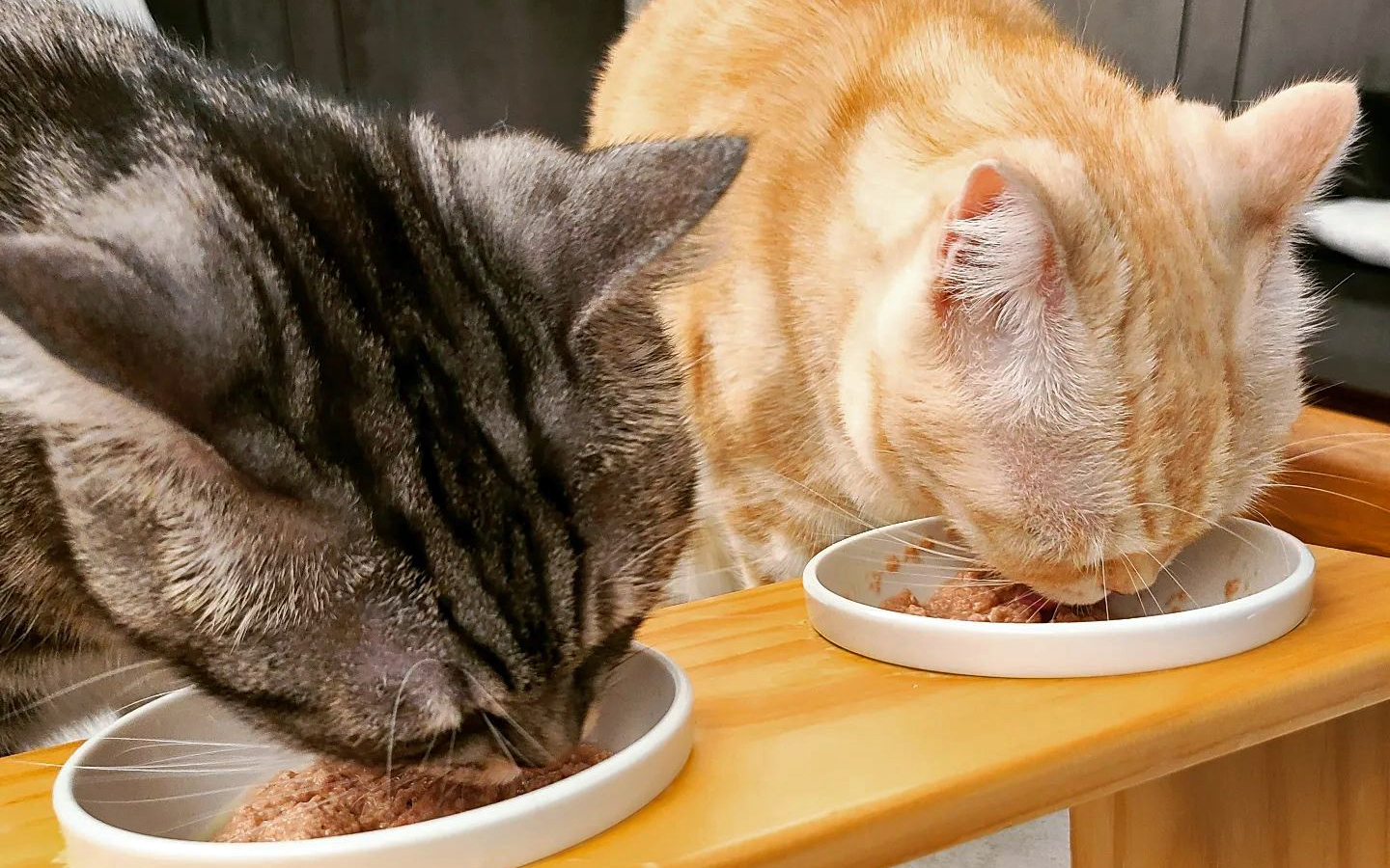 Chat qui ne mange plus, que faire ? ClubChienChat