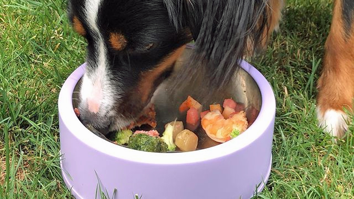 Quand faire manger son chien ? ClubChienChat