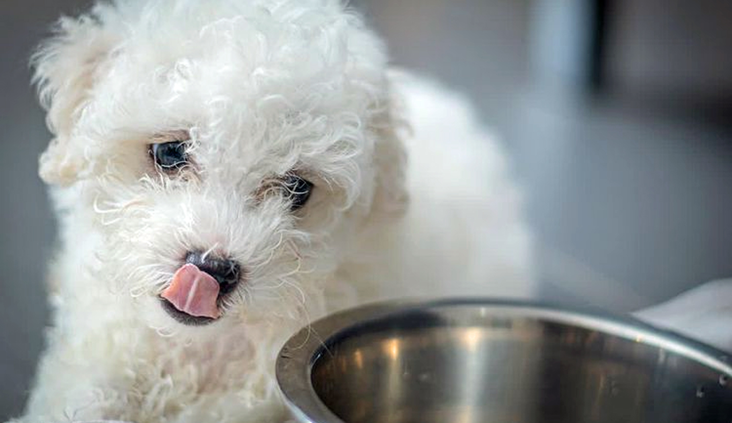 Quand passer aux croquettes adultes pour chien